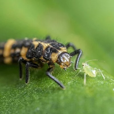 Biologische bestrijders in de kas